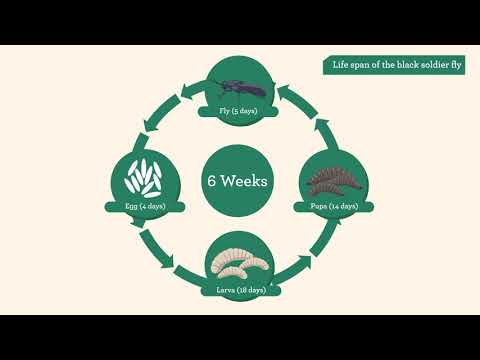 CIRCULAR SYSTEMS: BLACK SOLDIER FLY (BSF) WASTE CONVERSION
