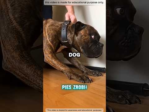 Ten pies nie niszczył ściany — próbował uratować swoją rodzinę