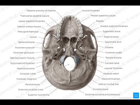 Inferior view of the base of the skull-فيديو توضيحي للجزء السفلي للجمجمه