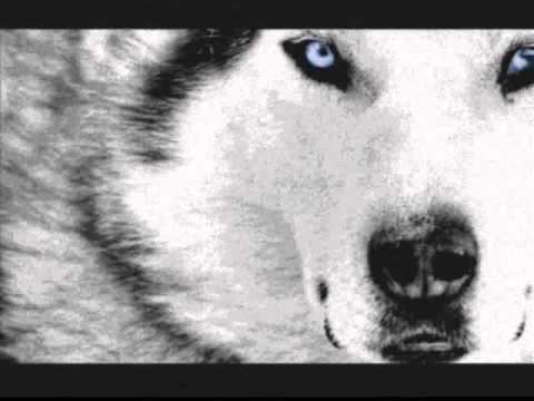 Martin Garrix vs. SHM, Laidback Luke ft. Deborah Cox - Leave The Animals Behind (Marco Dema Mash-Up)