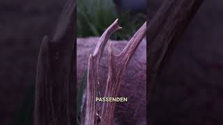 Bockjagd im Frühjahr 🌿 von ⁨@jagdkrone⁩