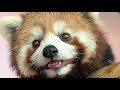 Daily Life of Red Pandas: Savoring Sweet Fruits