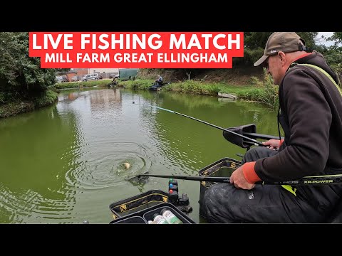Live Fishing Match Mill Farm Great Ellingham NR17 1LE,  #matchfishinguk