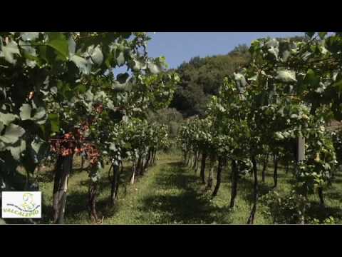 Strada del Vino e dei Sapori della Valcalepio