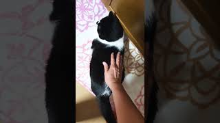 おはようさくら #ねこ #ねこのいる生活 #ねこ動画 #ねこのいる暮らし #保護猫 #かわいい猫