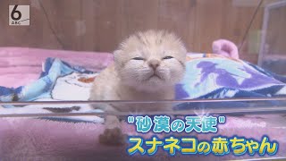 独占映像満載！ “砂漠の天使”スナネコの赤ちゃん　デビューまでの１ヵ月密着