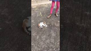 Download lagu Kitten video. watch full video here https://youtu.be/CP9WuMRPIP0?si=nCJL93zFxJP8k8wI mp3 Download lagu Kitten video. watch full video here https://youtu.be/CP9WuMRPIP0?si=nCJL93zFxJP8k8wI mp3