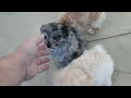 Pomapoo dogs for sale: Tinker - Video 1