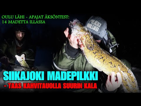 SIIKAJOKI MADEPILKKI - Aina Säkällä Isot Kalat! ( Pilkintä - Ice Fishing - Burbot - Pilkkihullut! )
