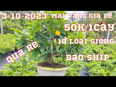 3-10-2023-mai vàng gốc nhớt già mùa📲0967717427 hoàng-10 loại mai vàng đẹp-cúc các loại-giảo thủ Đức