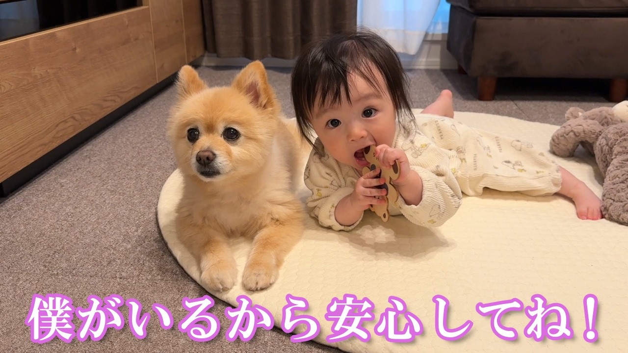 赤ちゃんの成長を優しく見守るポメラニアンが可愛過ぎました…