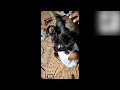 INDIAN Beautiful GIRL Dark Hair Headshave New Video 2023