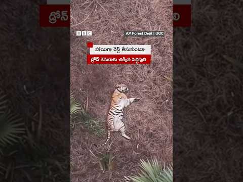 హాయిగా రెస్ట్ తీసుకుంటూ డ్రోన్ కెమెరాకు చిక్కిన పెద్దపులి | BBC Telugu