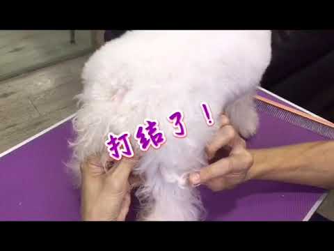 狗狗梳毛，拆结，洗澡过程教学 （第一段）