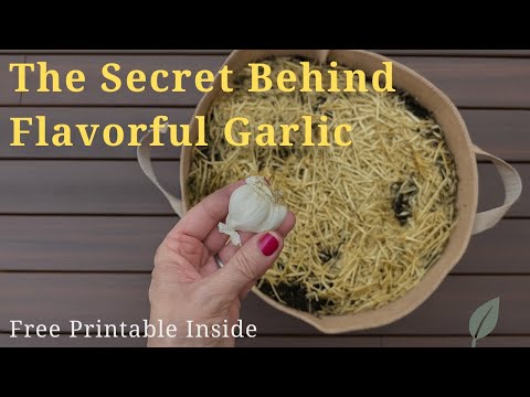 The Secret Behind Flavorful Garlic 🌿 (Complete Growing Guide)