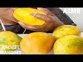 ASMR JUICIEST MANGOES SLURPING SOUNDS