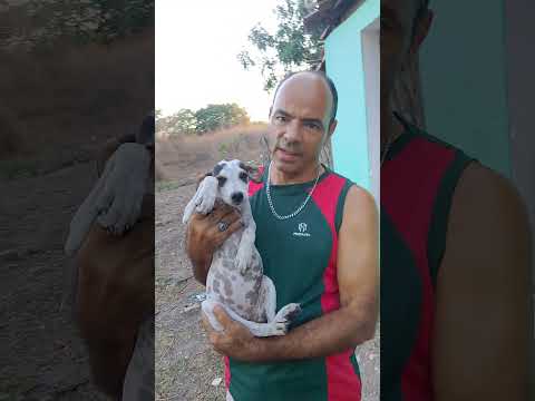 associação abrigo cantinho dos animais morrinhos ceará Brasil!