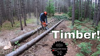 Cutting Down Red Pine Trees For Siding | Equipment Shed Build - Ep. 11