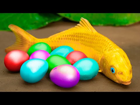 Funny Red Koi Fighting With Eels, Colorful Carp ❤️ Primitive Cooking ❤️ Stop Motion ASMR - Coco