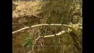 preview picture of video 'Pakistani birds greenbeeeater sufizsn'