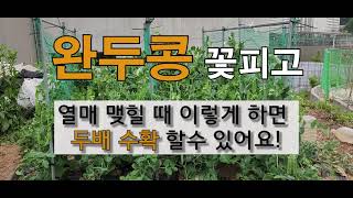 완두콩 꽃피고 열매 맺힐 때 이렇게 하면 두 배 수확 할 수 있어요! #주말농장 완두콩 가꾸기.