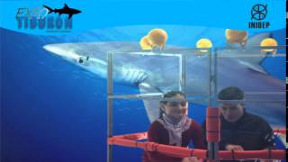 DIA 2 Expo Tiburon27