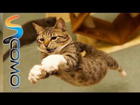 Caídas divertidas de gatos - Funniest cats Falls
