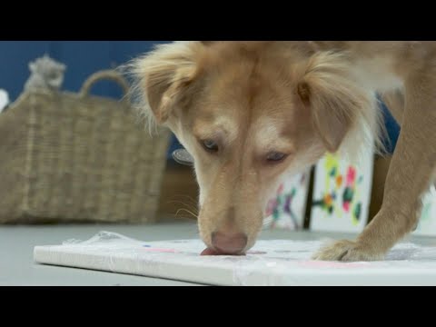 Video Thumbnail: Dog painters get creative to save UK rescue centre | AFP