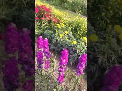 Gess This Flower #youtubeshorts #delhi #park #president #shorts #shorts