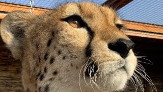 Герда научилась сама выгонять мяч из вольера! | Новые навыки домашнего гепар?