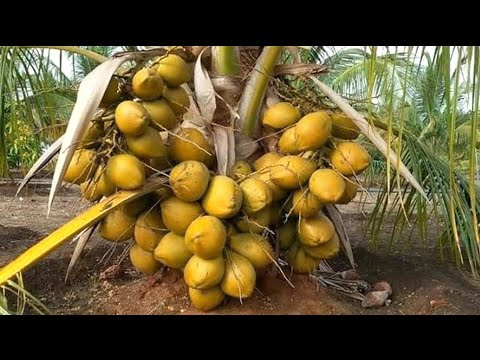 Types hybrid coconut plant
