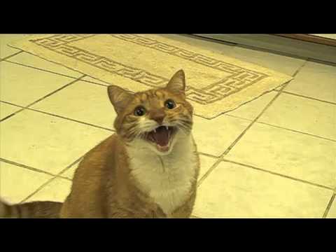 Shortest Video on Youtube [www.keepvid.com].mp4