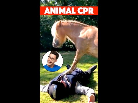 Doctor Rates Animals Performing CPR