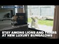 Experience Lions And Tigers From Your Room At The Wild S Big Cat Bungalows