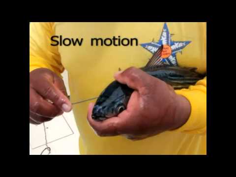 How to bridle large baits: IGFA School of Sportfishing