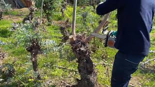 STIHL MS 151 TC-E