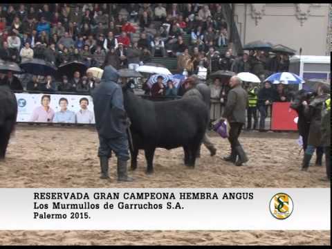 30-07-15 Reservada Gran Campeona Hembra Angus - Palermo 2015.