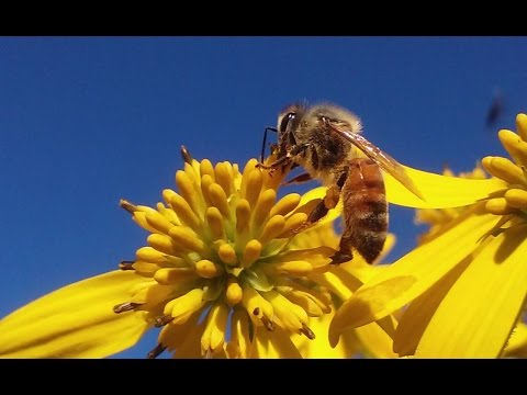 download lagu mp3 mp4 Plants That Honey Bees Pollinate, download lagu Plants That Honey Bees Pollinate gratis, unduh video klip Plants That Honey Bees Pollinate
