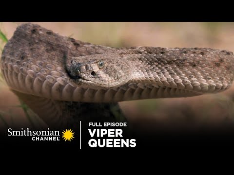 Viper Queens 🐍 Full Episode | Smithsonian Channel