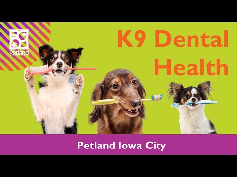 Dental Health For Our Pooches