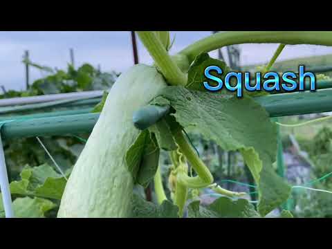 園芸 スカッシュ、ズッキーニ