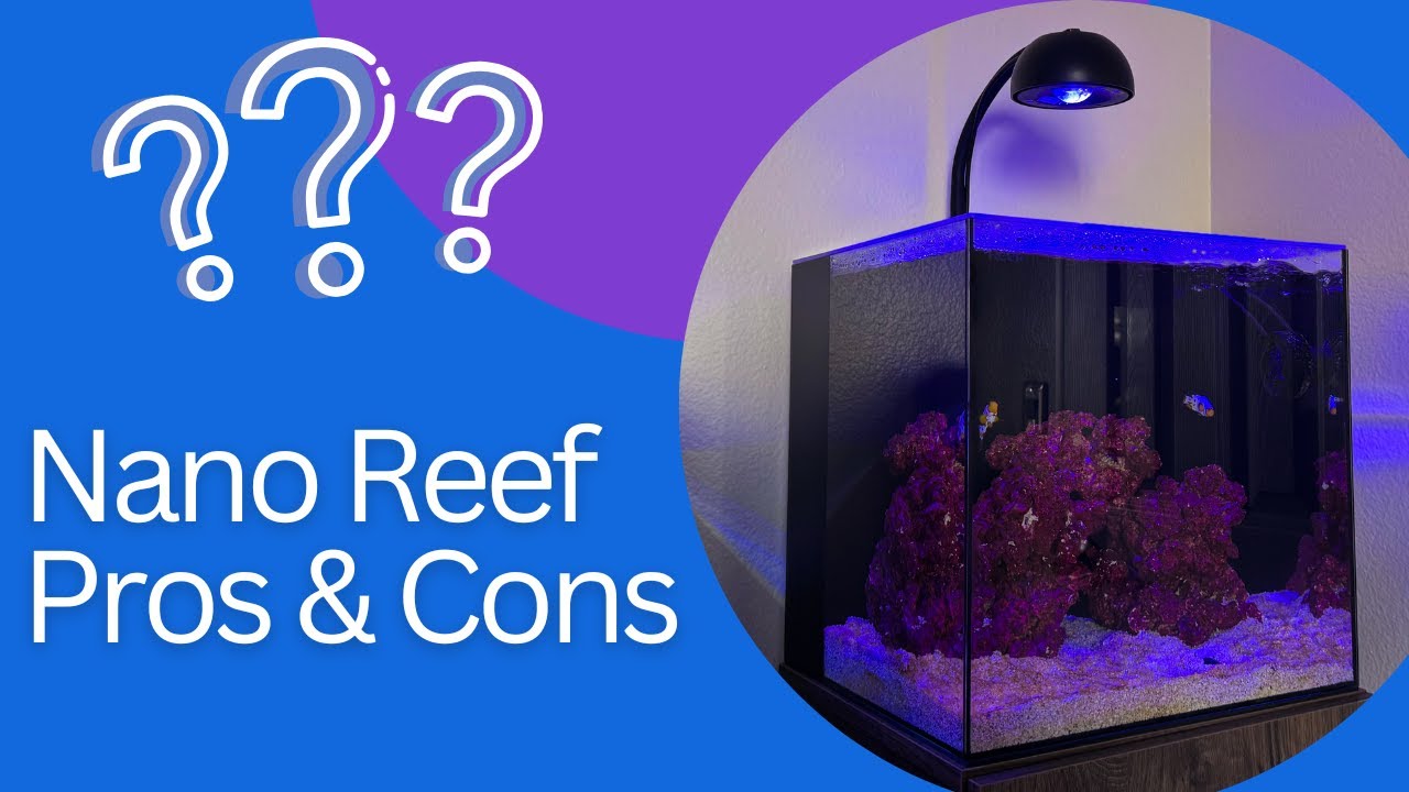 Nano Reef Tank Pros and Cons for Beginners: A Practical 15-Gallon Decision Framework