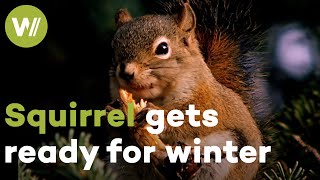 Squirrel dries mushrooms on trees to enjoy them later
