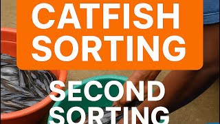 Why Sorting Your Catfish Matters! (Second Sorting @ BigChills Farm)”