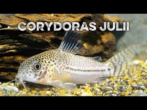 Ultimate Guide: Corydoras Julii