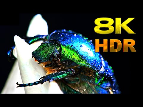 Macro World of Insects (1 Hours) 8K HDR