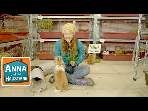 Ein Tag im Tierhotel | Information für Kinder | Anna und die Haustiere | Spezial