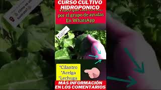 cultivo hidroponico cultivo hidropnico x cultivo no solo #shorts