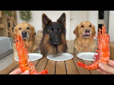 My Dogs Try Seafood for the First Time...