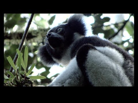 Saving Madagascar's biggest lemur - the indri